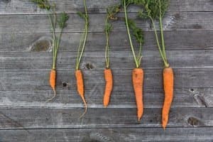 carrots